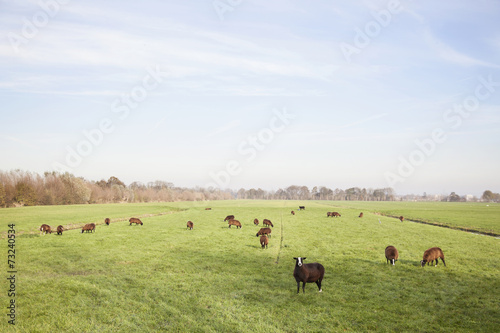 brown sheep in dutch meadow near utrecht