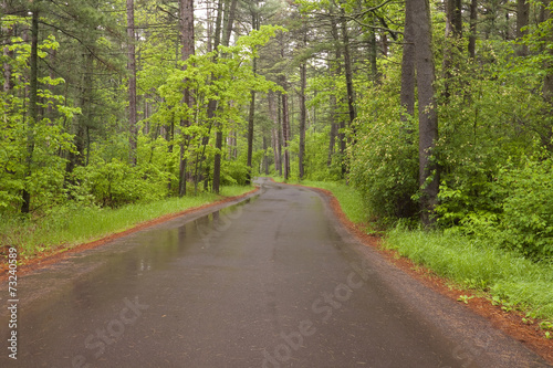 Road In Woods © johnsroad7