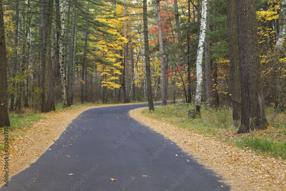 Road In Woods Autumn