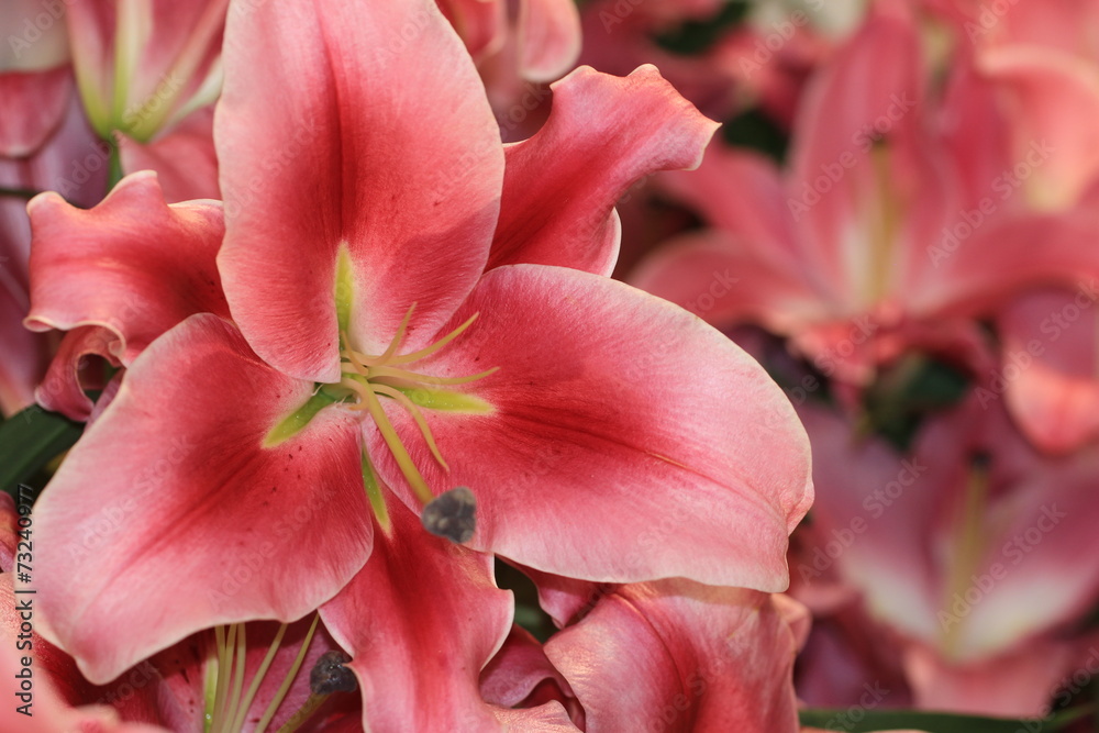 Lily flowers Lily flowers