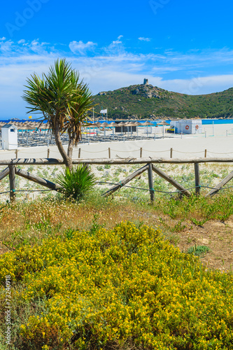 Palm trees and flowers on Porto Giunco beach  Sardinia island