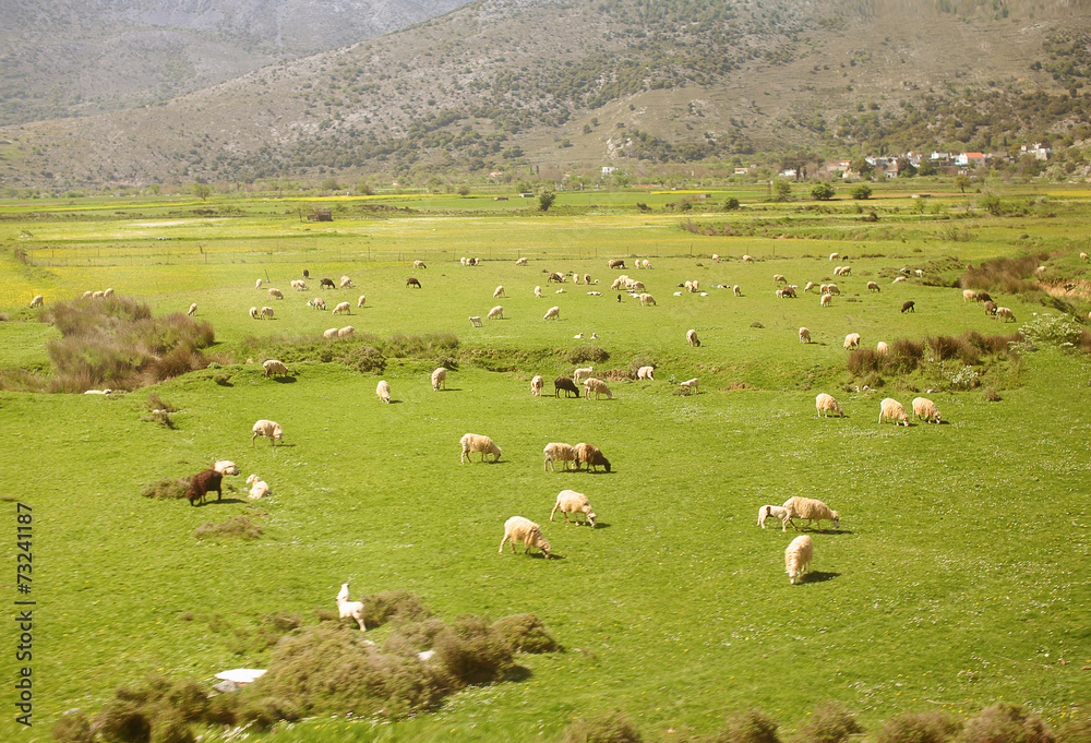 Large flock of sheep in the mountains
