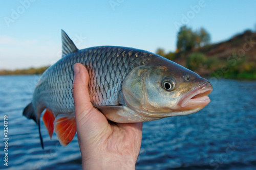 Big chub in fisherman's hand photo