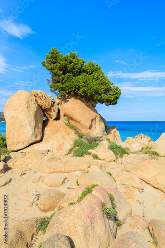 Green pine tree growing on a rock on Villasimius beach, Sardinia