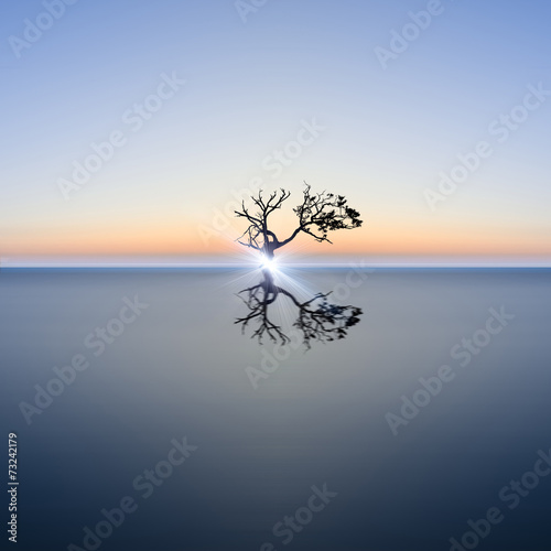 Conceptual image of single tree in still water with sunburst