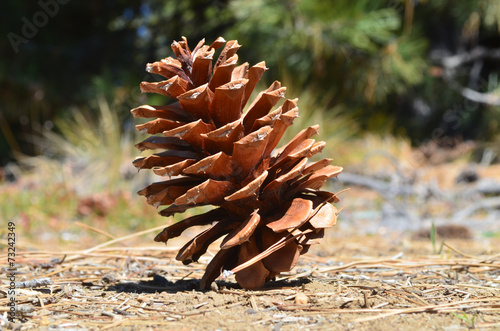 pine cone on ground