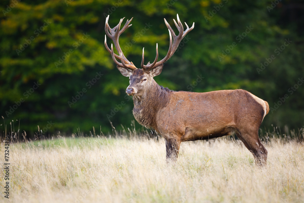 Red deer Red deer