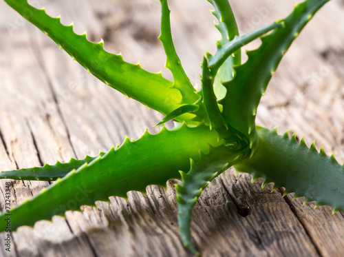 Aloe Vera leaves