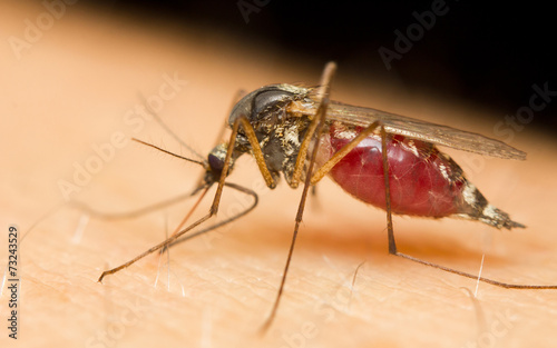 Close-up of a mosquito sucking blood photo