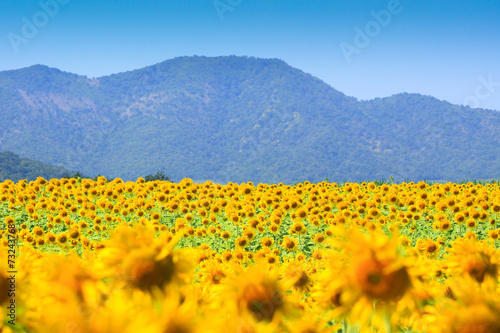 Fototapeta Naklejka Na Ścianę i Meble -  sunflower