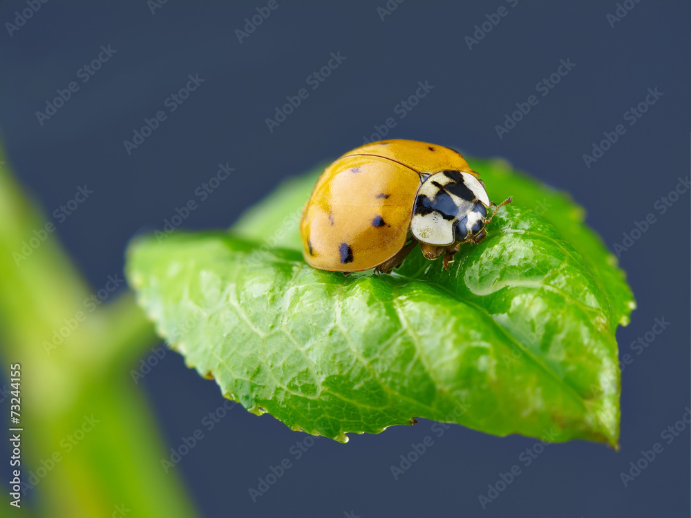 Fototapeta premium Ladybug on green leaf