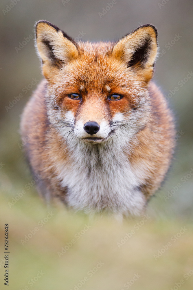 Fototapeta premium czerwony lis