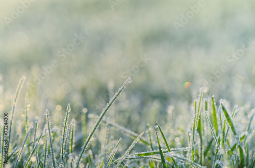 Frozen morning grass