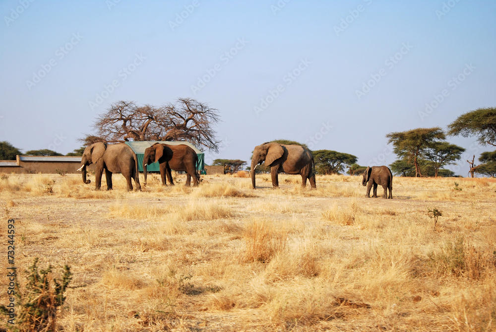 Obraz premium One day of safari in Tanzania - Africa - Elephants