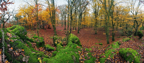 Forest panorama at autumn with green rocks #73244540