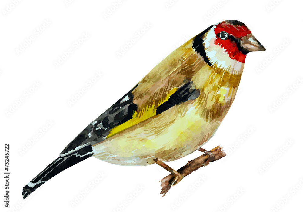 Obraz premium watercolor painting bird on branch. vector illustration