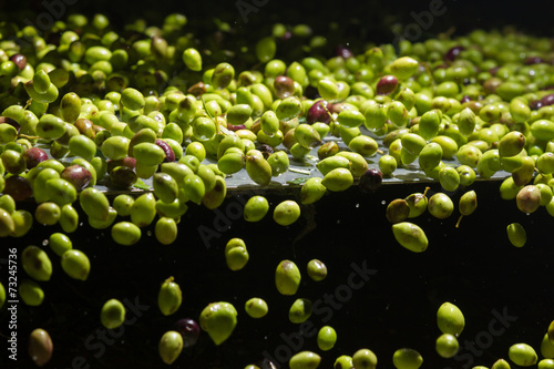 closeup of olives in a olive oil machine