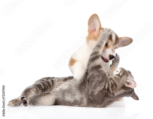 Fototapeta Naklejka Na Ścianę i Meble -  cat and dog fight. isolated on white background