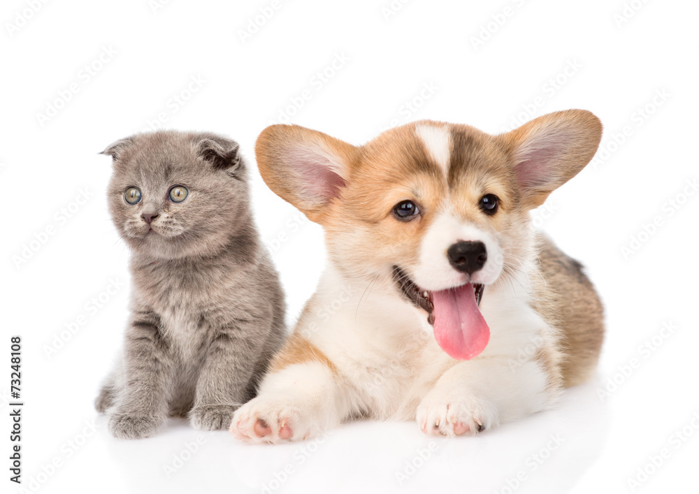 kitten and puppy in front. isolated on white background