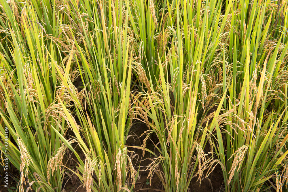 rice field in thailand rice field in thailand