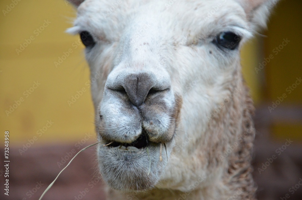 Fototapeta premium lama