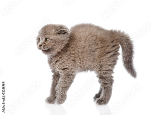 Fototapeta Naklejka Na Ścianę i Meble -  frightened baby kitten in profile. isolated on white background