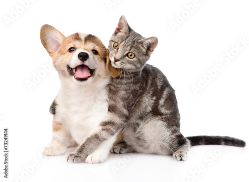 Fototapeta Naklejka Na Ścianę i Meble -  cat hugging Pembroke Welsh Corgi puppy. isolated on white backgr
