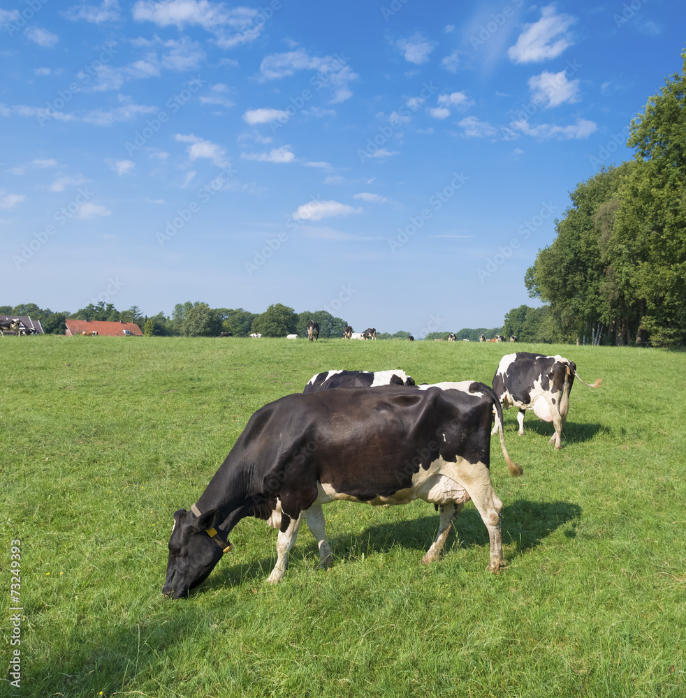 dutch cows