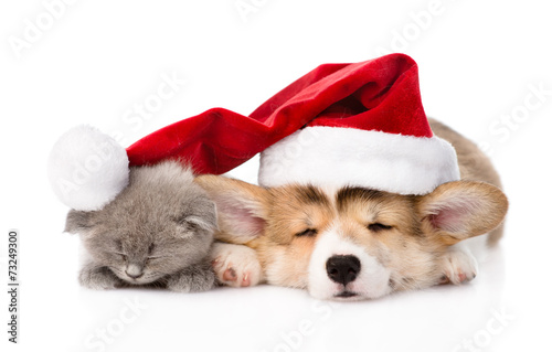 sleeping Pembroke Welsh Corgi puppy and kitten with red santa ha © Ermolaev Alexandr