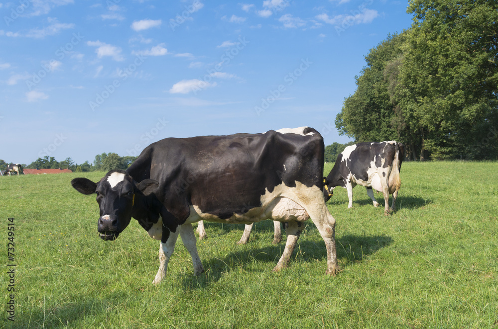 dutch cows