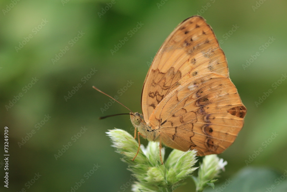 Fototapeta premium Rustic butterfly and flowers