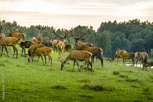 Fotografia A herd of deer in the wet  meadow