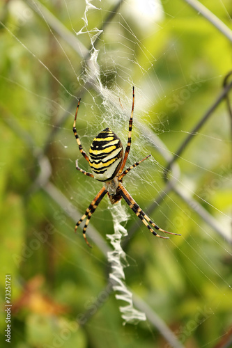 Wasp spider in the web.(Argiope bruennichi) © fotolotos