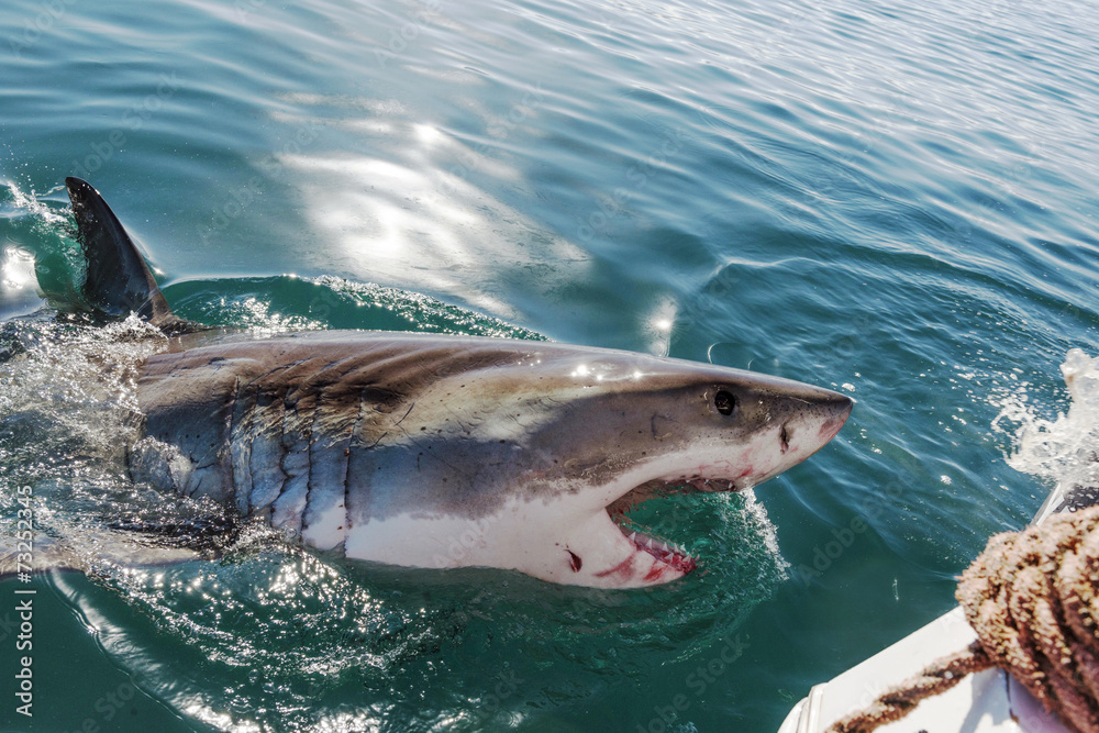 Fototapeta premium Great white shark
