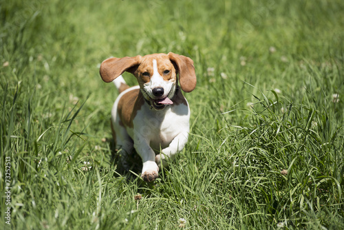 dog running in the long grass