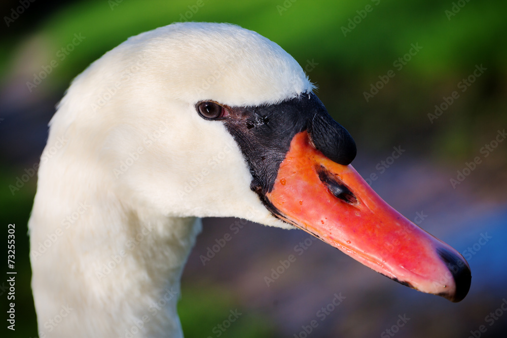 Fototapeta premium Beautiful close up of a wild mute swan (Cygnus olor)