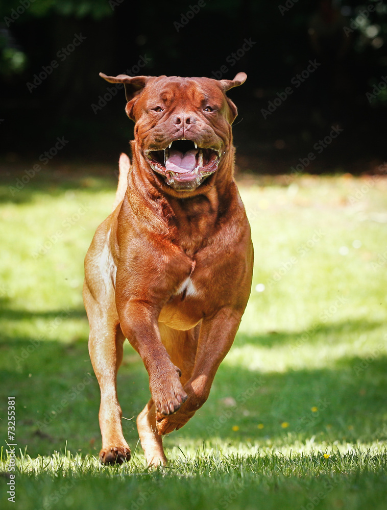 French mastiff running towards camera