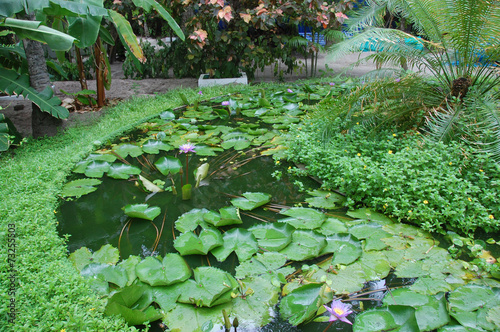 Принти на полотні Water plants garden at Maldives island