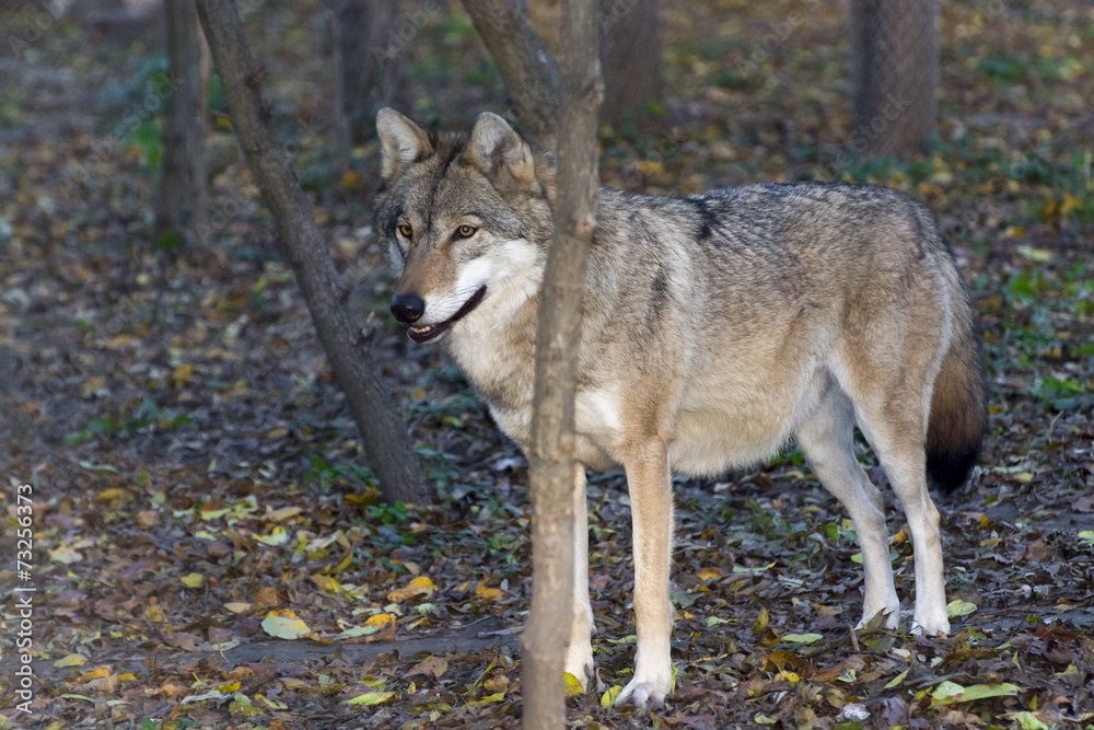European grey wolf (Canis lupus)