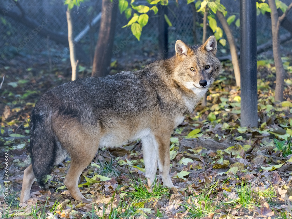 Golden jackal (Canis aureus) Golden jackal (Canis aureus)
