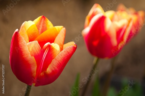 Beautiful red, yellow tulips closeup with blurred background