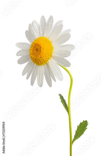 Fototapeta Naklejka Na Ścianę i Meble -  White daisy