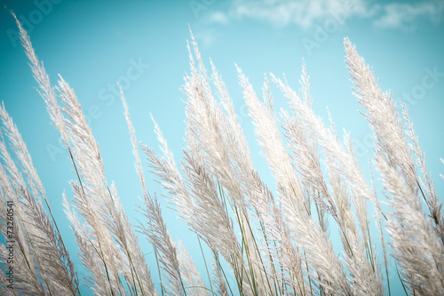 softness white Feather Grass with retro sky blue