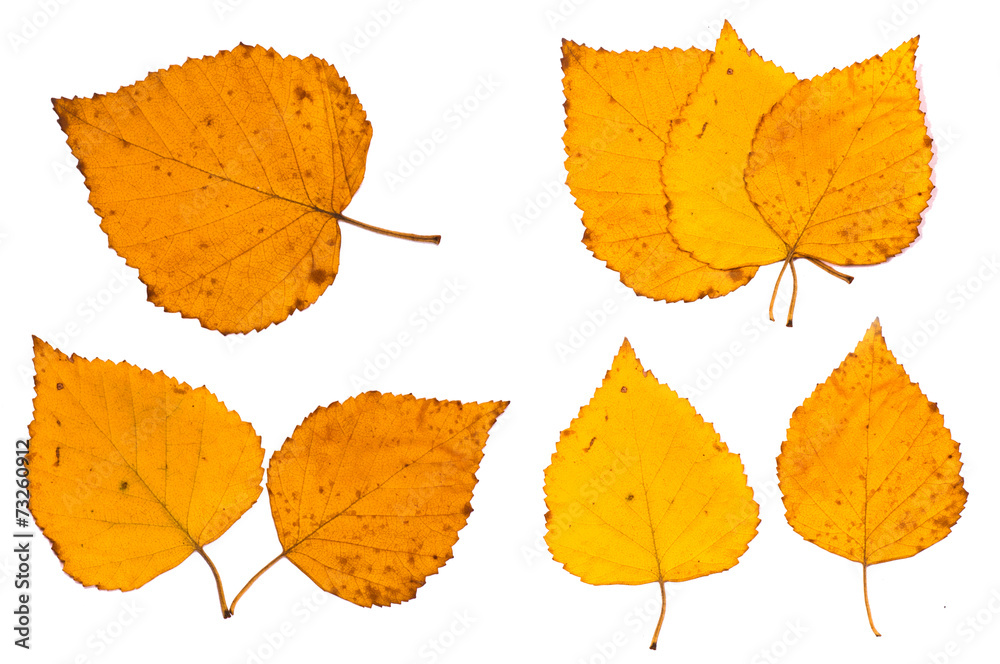 Obraz premium The dried birch leaves