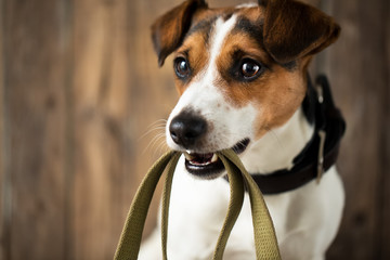 Cute dog waiting for a walk