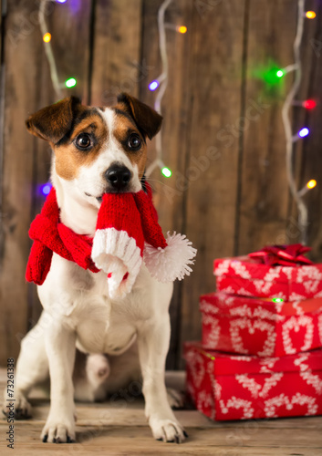 Cute dog with Santa hat posing for the photo © mariiya