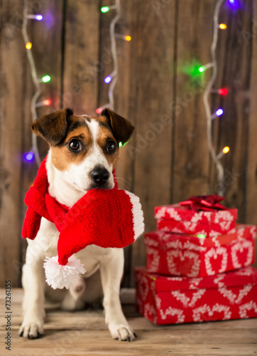Cute dog with Santa hat posing for the photo