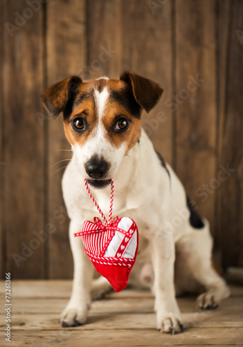 Cute dog posing for the photo with the toy heart