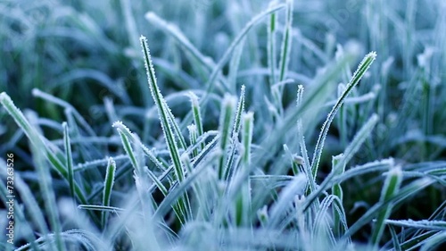 Grass at first frost photo