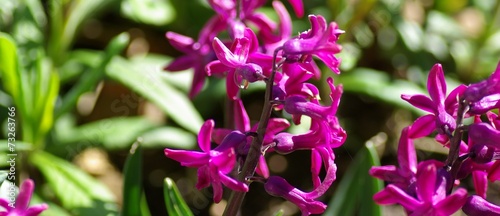 Hyazinthen violett